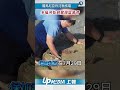 【影片】多瑙河乾到驚現猛獁骨　羅馬尼亞炸河救核電