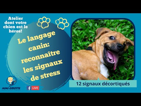 Le langage canin: reconnaître les signaux de stress