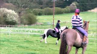 flatwork and jumping