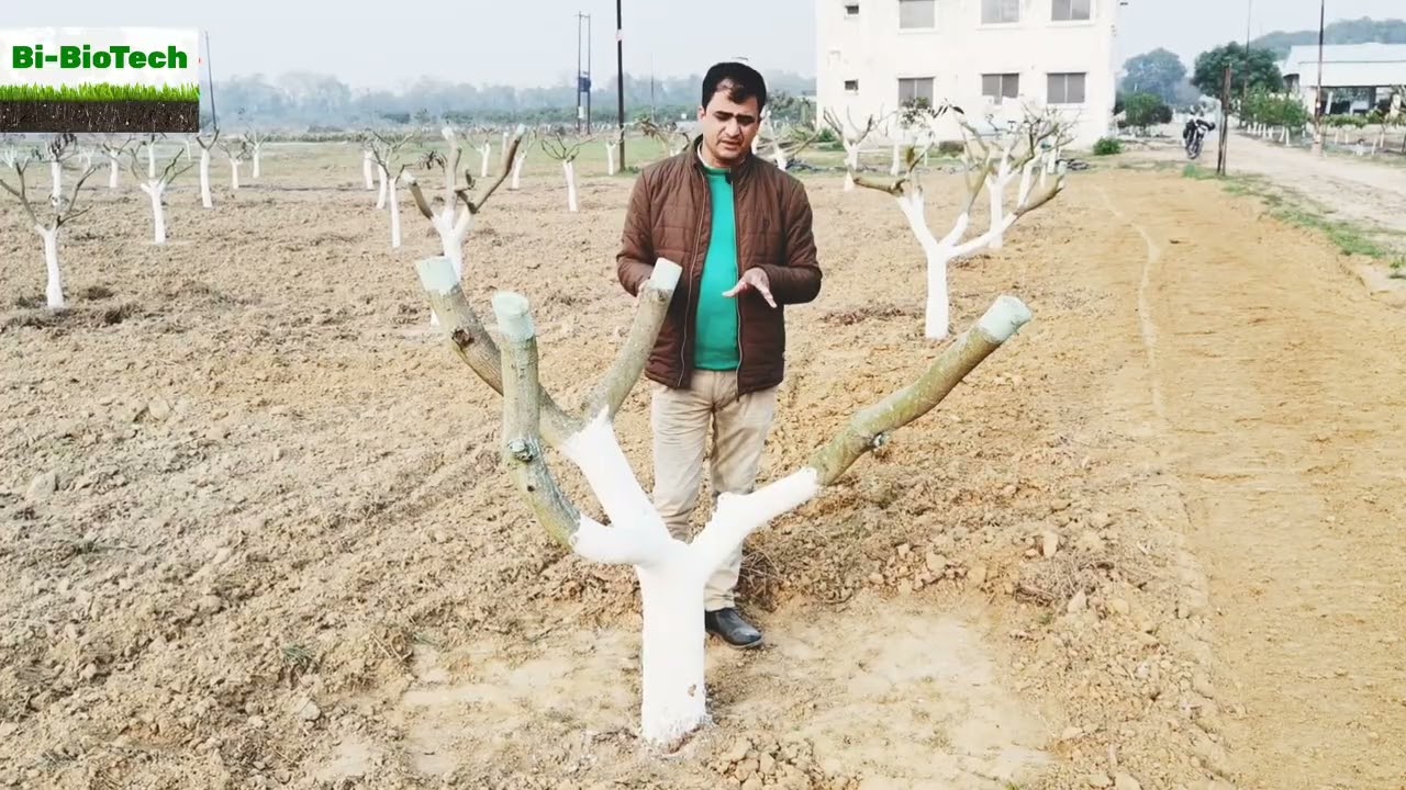 #Lime_Painting