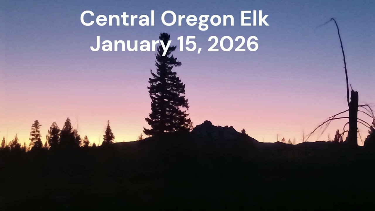 Central Oregon Elk Jan 15 2026