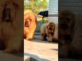 Dog evolution!!    #mastimoment   x #kangal   #viral #dog #evolution #dangerius #shortvideo