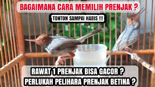 RAHASIA CETAK PRENJAK GACOR !!! | Simak Sampai Habis.