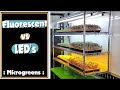 Microgreen Lighting: Fluorescent vs LED's - On The Grow
