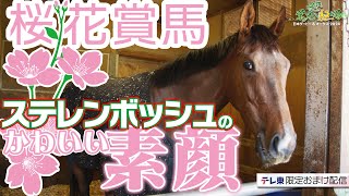 【オークス直前】桜花賞馬ステレンボッシュ（秘）カワイイ映像