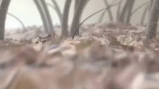 Why We Go Bald - Hair Loss Explained Excerpt Video