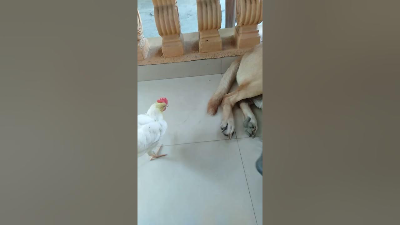 pet chicken eating ticks YouTube