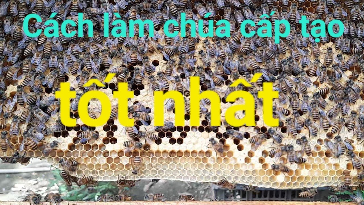 Hướng dẫn chi tiết cách tạo chúa cấp tạo dành cho người mới tập nuôi ong.