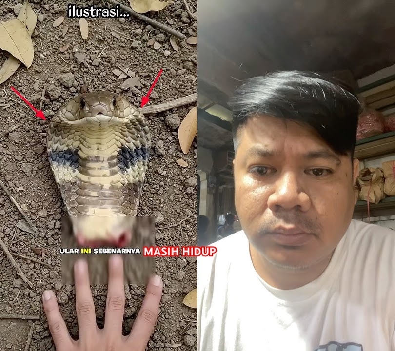 THIS SNAKE IS STILL ALIVE EVEN THOUGH ONLY ITS HEAD REMAINS ⁉️😱#funny #lucu #shortvideo #shorts #...