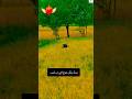 پینڈ ورگی موج کتے نی لبنی ♥️♥️♥️