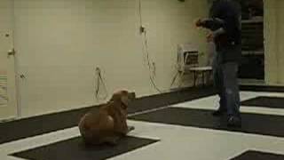 Neopolitan Mastiff Akita Off-Leash Trained K9-1