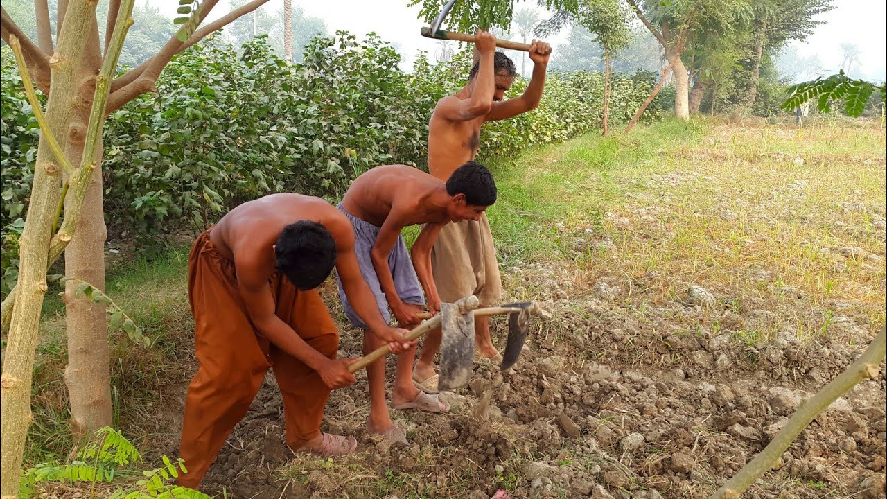 Daily Work Routine In Punjab | Pakistan Village Life - YouTube