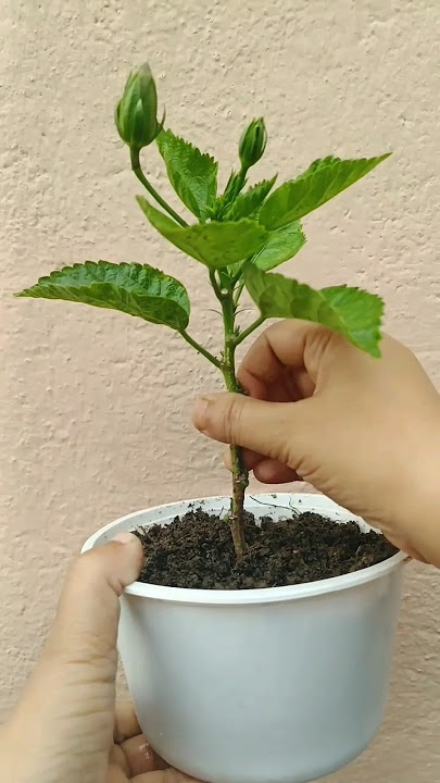 Hibiscus from cutting / गुड़हल / Hibiscus Cutting Grow / propagation of hibiscus plant #hibiscus