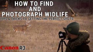 HOW TO FIND WILDLIFE | Scouting a new location with Tips on Photographing Birds of Prey \& Deer