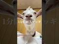 1分間耐久ヤッギ。前髪モヒカンクチャらに耐えれた人すごいです。#ヤギ #goat #animals #動物