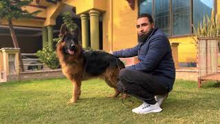 German shepherd dogs show training basics