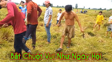Mùa Gặt Lúa Quê Tôi 2020 - Cảnh Bắt Chuột Trên Cánh Đồng Lúa p2 | Hữu Ròm TV