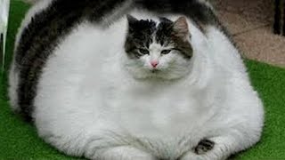 Funniest Animals 2023  New Funny Cats and Dogs  Part 2