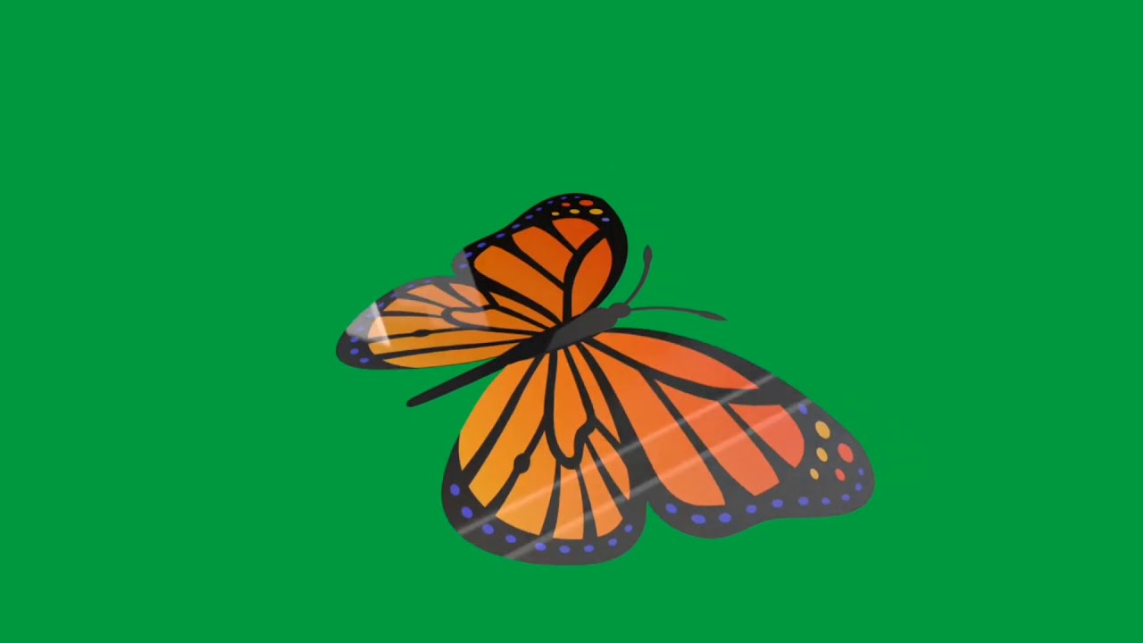 butterfly green screen 