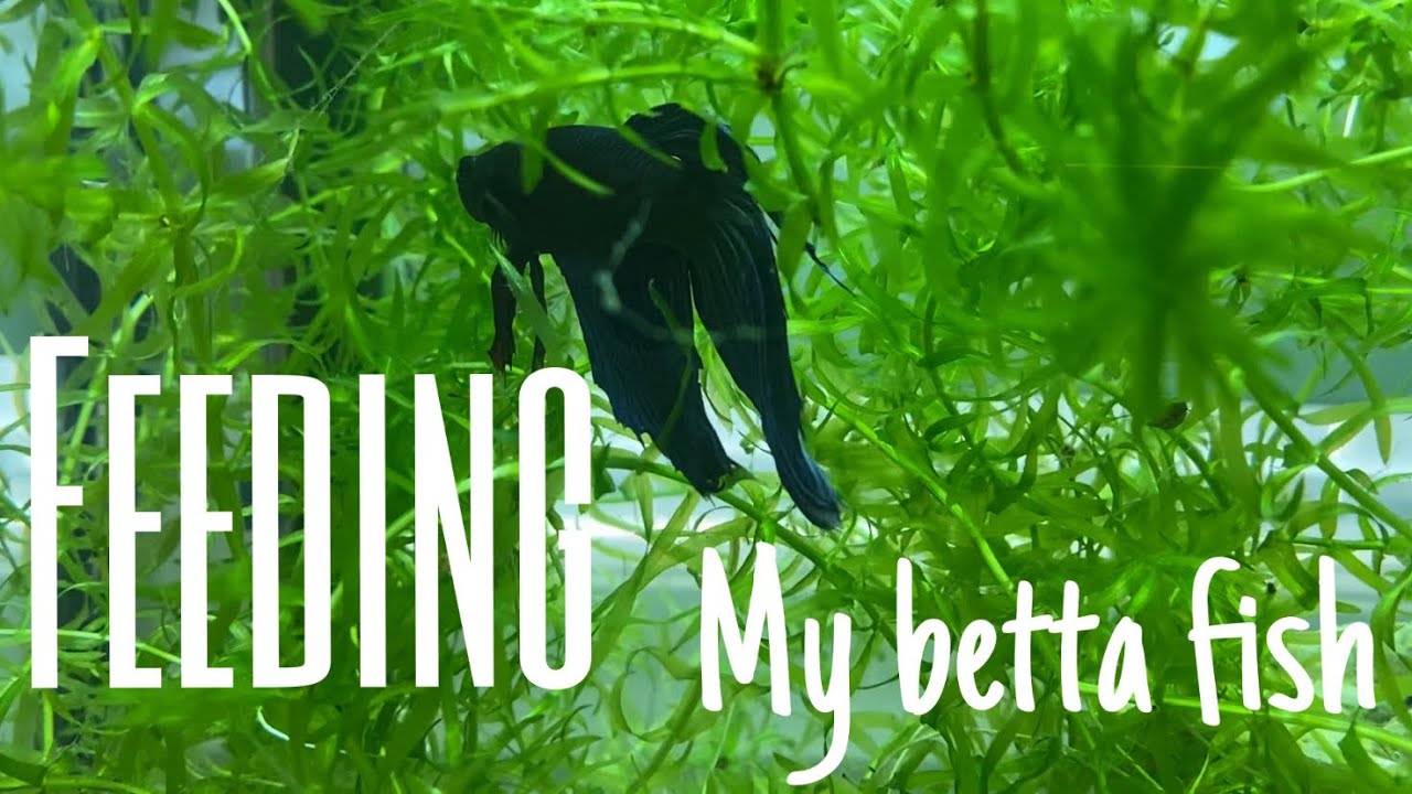 FEEDING MY BETTA FISH. - YouTube