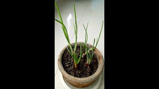 Never buy onions again | How to grow many onions from an onion bottom at home