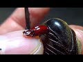 Japanese Horned Beetle Genitalia | カブトムシの生殖器
