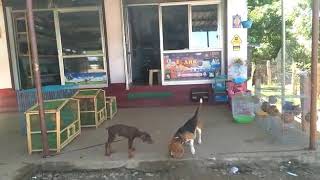Beagle doberman puppy sale in karaikudi ARK pet shop 9159997700