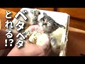 【子猫のカラダに付着したねずみ取りの接着剤をとるぞ！】@taipi 【切り抜き】