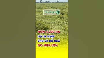 Hơn 4200 ha lúa bị ngập úng và đổ ngã do mưa lớn | Phú Nông #shorts #ctytnhhphúnông #gialuagaohomnay