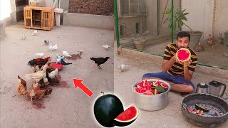 Watermelon juice  For My Birds | Pets