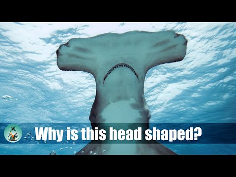 Why do hammerhead sharks have a hammer-shaped head?