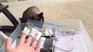 Шеллак CND от кота Басё ^.^ Шеллак CND от кота Басё ^.^