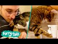  best viral cats   furry tails