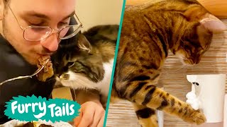 😸 Best Viral Cat Videos 😂 | Furry Tails