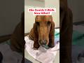 Dog Can't Walk After Spine Surgery. Her Rehab Journey Begins | Charlie Part 1
