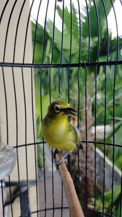 Pleci Dakun Wonogiri Gacor Nembak Panjang