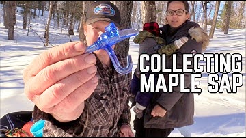 Tapping Sugar Maple Trees to Make Maple Syrup