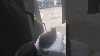 Ведется КОТО-(видео)наблюдение🐈⬛❤️🚛😅 #funny #дальнобой #cat