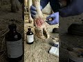 Infected Cow Hoof Restored! Extreme Close-Up Treatment #wildlife #timelapse