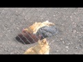 Four cocks in one hole