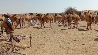 Biggest camels market of Sahara Thar | Every week hundreds camel selling at camel market