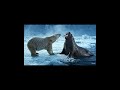 "Unlikely Friends: Watch a Polar Bear and a Friendly Walrus Bond!🌟#viral #trending #wildlife #shorts