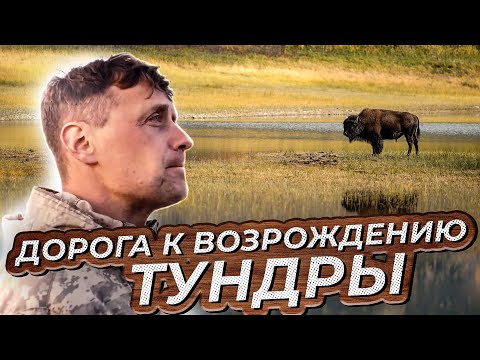 Дорога к возрождению тундры | Документальный фильм