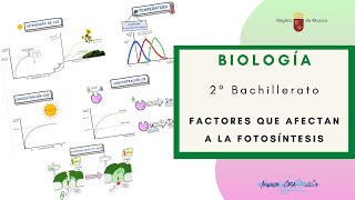 Factores Que Afectan A La Fotosíntesis