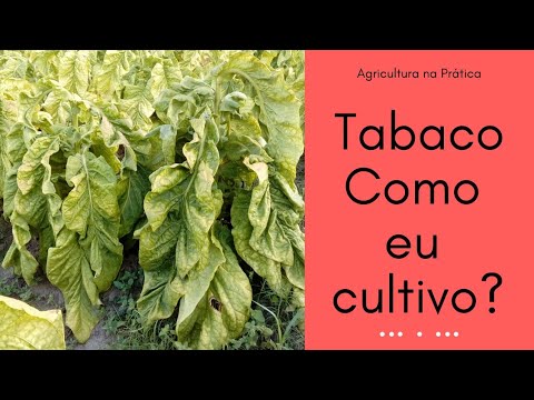 Vídeo: Como Cultivar Tabaco Perfumado. Plantar E Partir. Foto