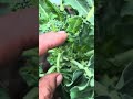 Broccoli 🥦 heads forming multiples at once 🙏🏼#Godfirst #garden #plants #nature #broccoli #harvest