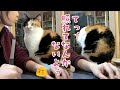 「かまって!」からまさかのご褒美に戸惑いを隠せない猫さん|PECO