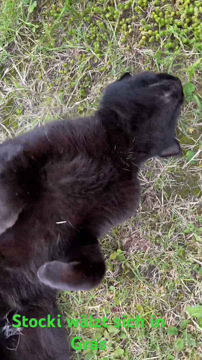 Stocki der Kater wälzt sich im Gras