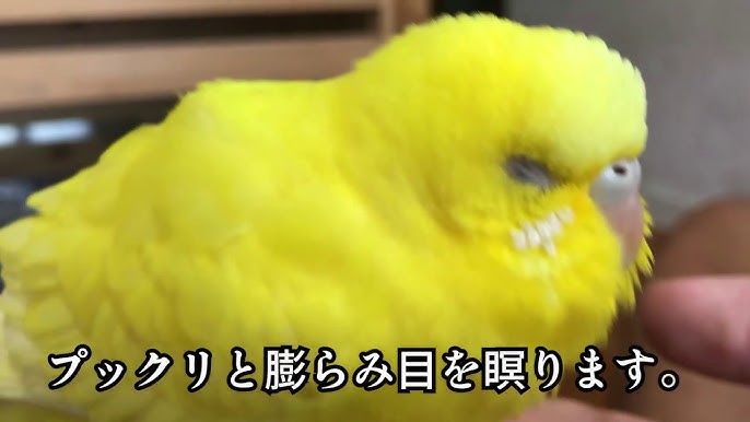 インコ グーグー鳴く Youtube