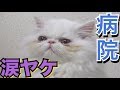 飼い猫が大号泣で涙やけが良くならないので再度、動物病院に行きました【涙流病】